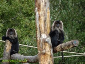 Macaque ouandérou