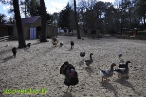 Mini-ferme