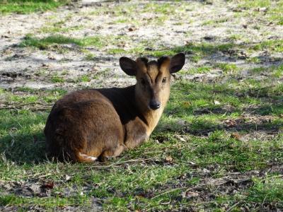 Muntjac de Reeve - 2017