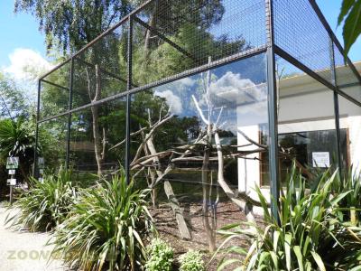 Capucin à épaules blanches - 2017