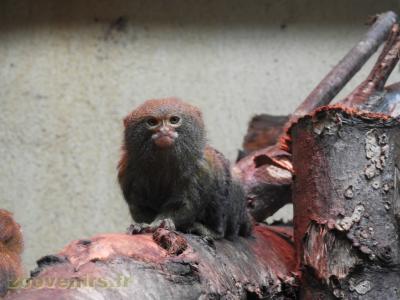 Ouistiti pygmée - 2017