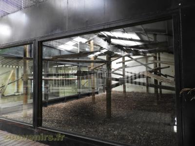 Gibbon à favoris blancs - 2017