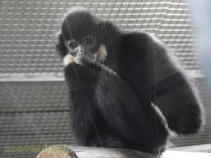 Gibbon à favoris blancs