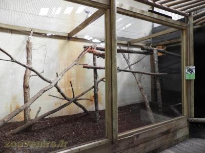 Ouistiti pygmée - 2017