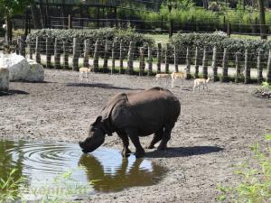 Rhinocéros indien