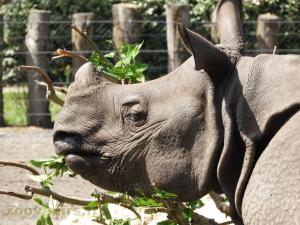 Rhinocéros indien