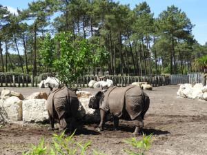 Rhinocéros indien