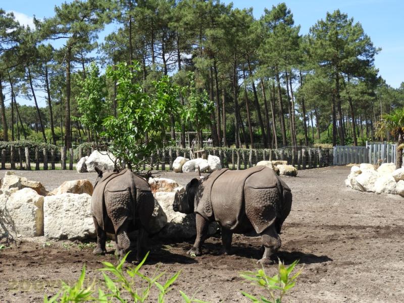 Rhinocéros indien