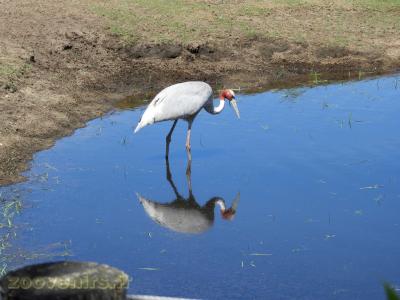 Grue antigone - 2017