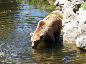 Ours brun