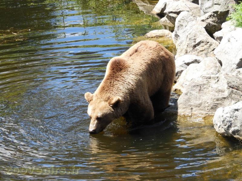 Ours brun