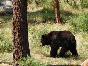 Ours noir