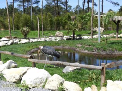 Volière africaine - 2017