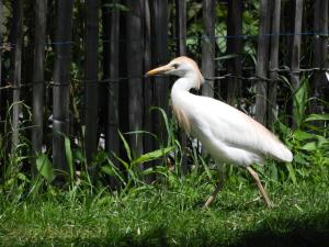 Aigrette blanche