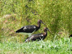 Cigogne d'Abdim