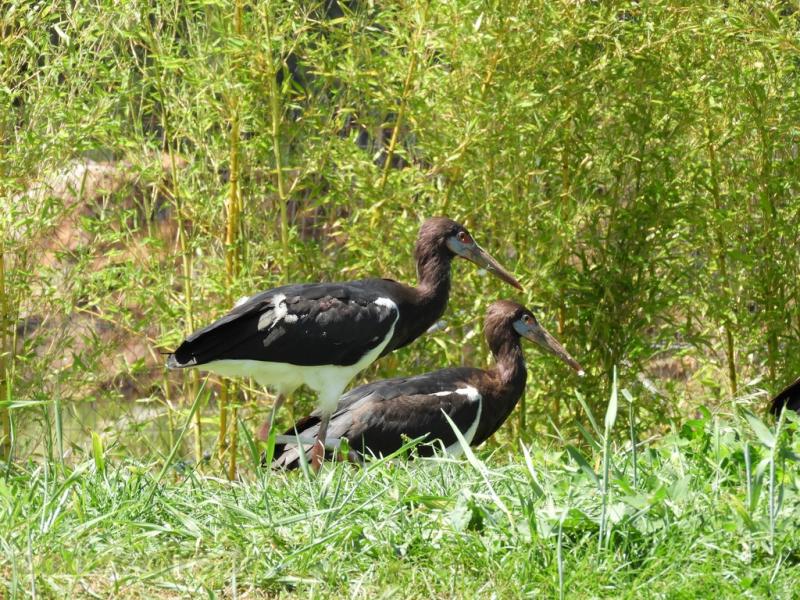 Cigogne d'Abdim