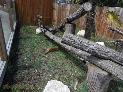 Mangouste fauve - 2017