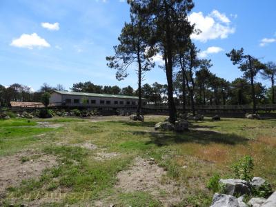 Rhinocéros noir - 2017