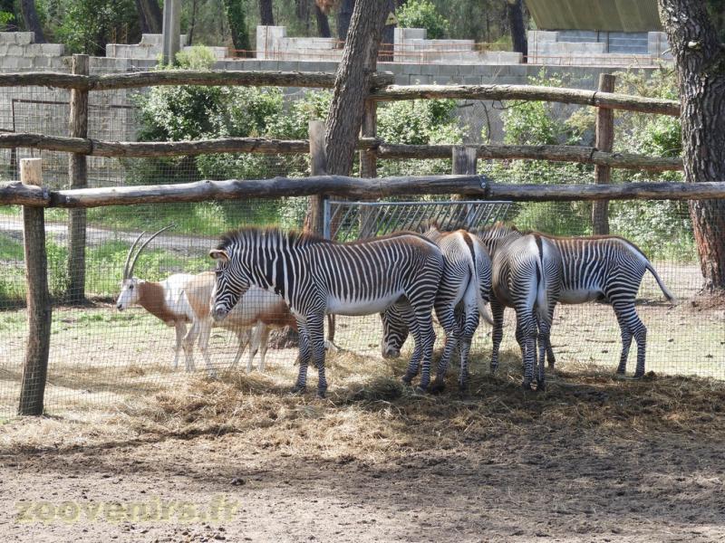 Zèbre de Grévy - Oryx algazelle