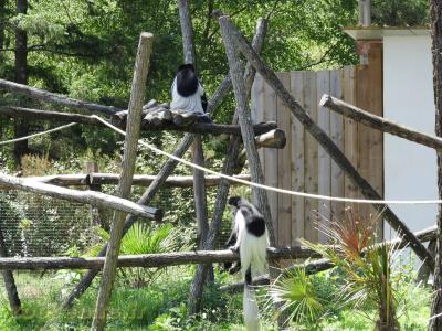 Colobe guéréza - 2017