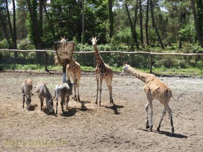 Girafe - Zèbre de Grévy - 2017