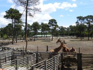 Plaine africaine