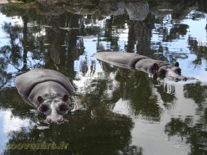 Hippopotame amphibie