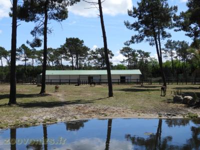 Hippopotame amphibie - Grand koudou - Hippotrague noir - 2017