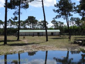 Hippopotame amphibie - Grand koudou - Hippotrague noir