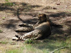 Guépard 