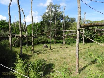 Ours à collier - 2017