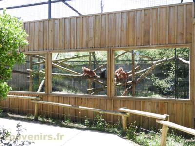 Langur de Java - 2017