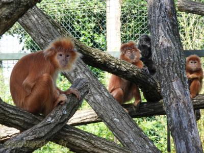 Langur de Java - 2017