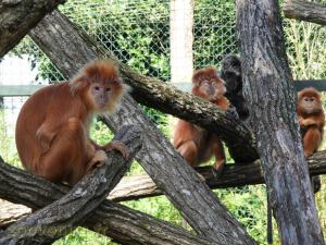 Langur de Java