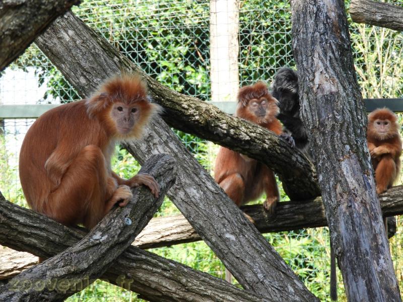 Langur de Java