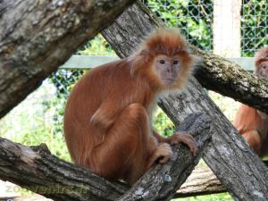 Langur de Java