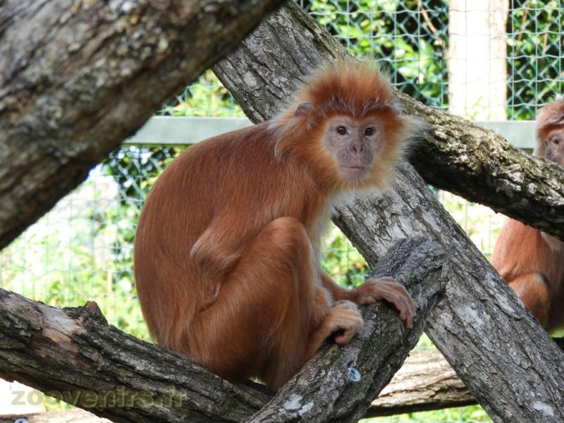 Langur de Java