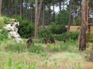 Gelada