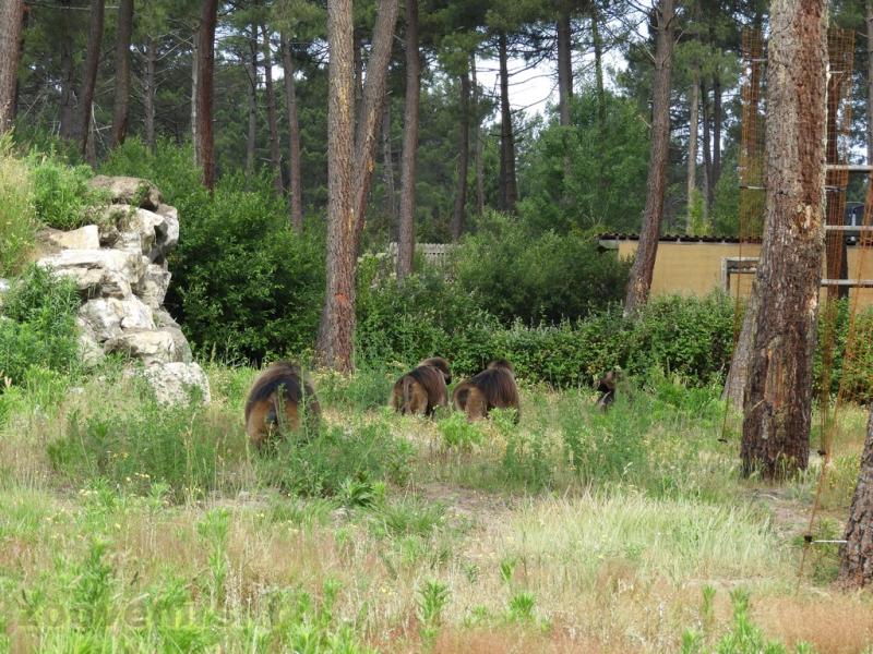 Gelada