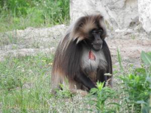 Gelada