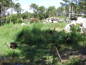 Gelada