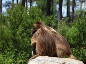 Gelada