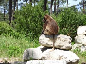 Gelada