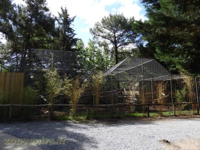 Langur sacré - 2017