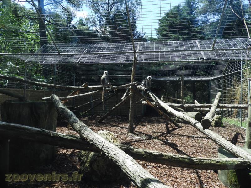 Langur sacré
