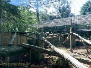 Langur sacré