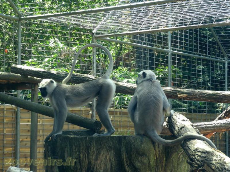 Langur sacré