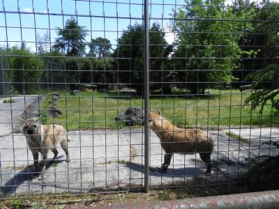 Hyéne tachetée - 2017