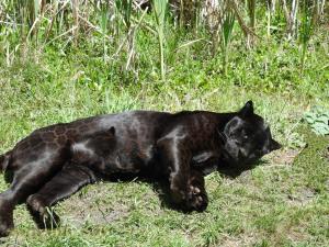 Jaguar noir