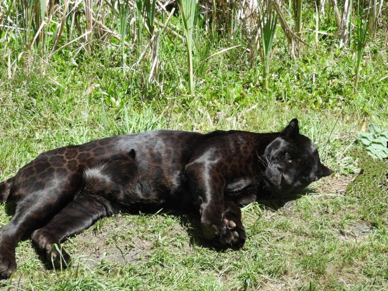 Jaguar noir